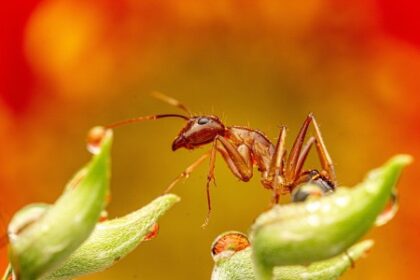 Bactérias de Insetos: Uma Solução para a Agricultura Sustentável
