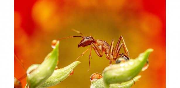 Bactérias de Insetos: Uma Solução para a Agricultura Sustentável
