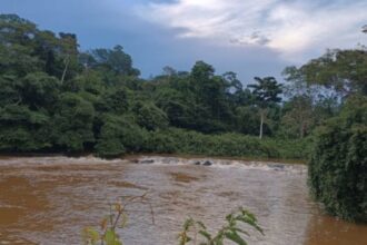Bactéria Amazônica Relacionada à Causadora da Bartonelose Humana é Descoberta