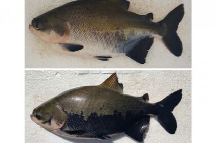 Como a Inteligência Artificial Avalia o Nível de Estresse em Peixes Amazônicos Cultivados