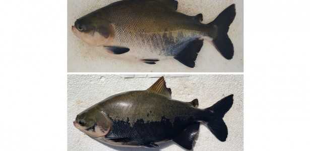 Como a Inteligência Artificial Avalia o Nível de Estresse em Peixes Amazônicos Cultivados