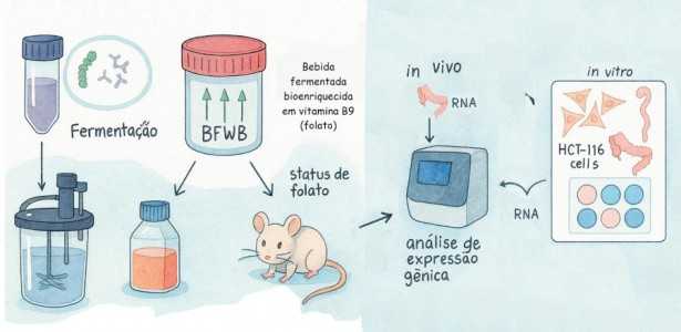 Bebida Bioenriquecida: Como Ela Modula Genes Relacionados ao Aproveitamento de Vitamina B9 e D