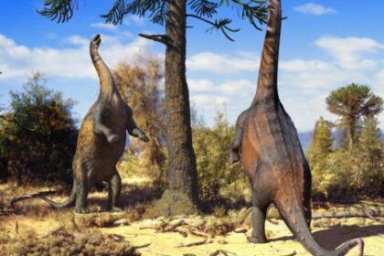Dinossauro Sul-Americano com Longo Pescoço Conseguia Caminhar em Duas Patas com Facilidade