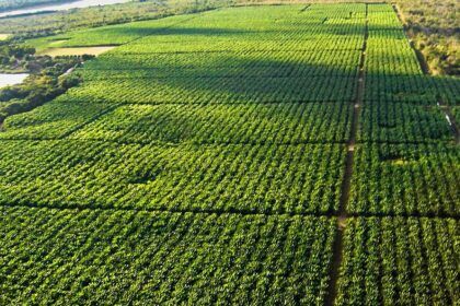 Pessimismo com Fiagro é exagerado; especialistas indicam governança
