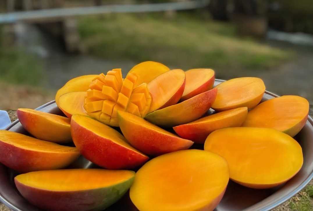 Tarifaço Impacta Produção de Café, Carne, Suco e Frutas no Agro