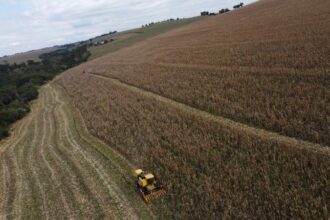 Plantio de milho 2025/2026 no centro-sul alcança 3,2%, revela AgRural