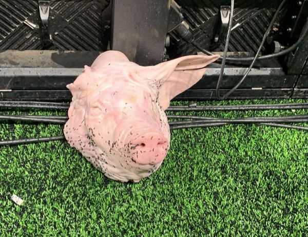 Torcedor do Corinthians que atirou cabeça de porco em campo é condenado a prisão