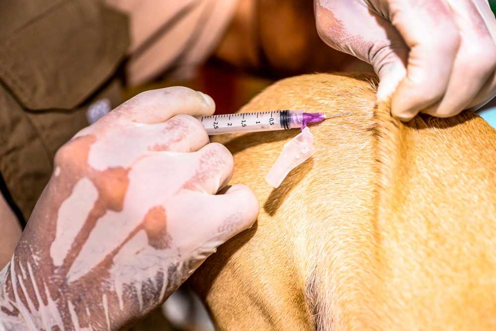 SESAU finaliza campanha de vacinação antirrábica em Candeias