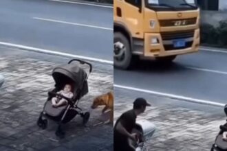 Cachorro Heroico Salva Bebê de Atropelamento Incrível!