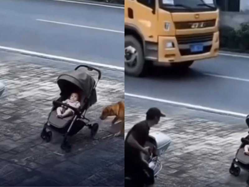 Cachorro Heroico Salva Bebê de Atropelamento Incrível!