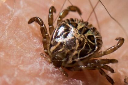 Descoberta na Saliva do Carrapato: Novas Oportunidades no Combate à Febre Maculosa