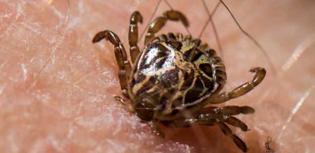 Descoberta na Saliva do Carrapato: Novas Oportunidades no Combate à Febre Maculosa