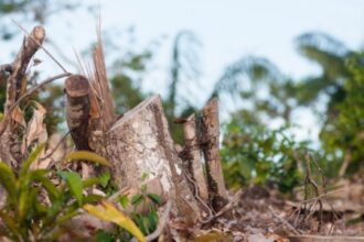 Desmatamento Impacta 74% das Chuvas e Aumenta Temperatura em 16% na Amazônia Durante a Seca