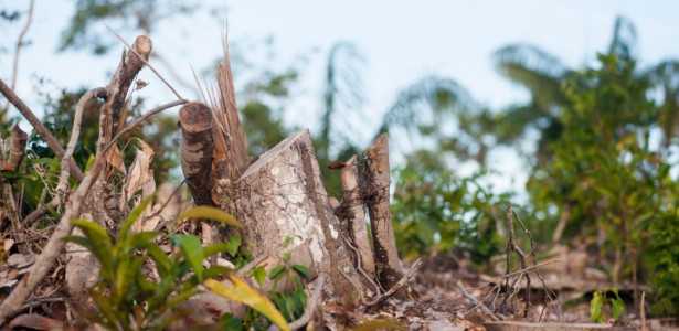 Desmatamento Impacta 74% das Chuvas e Aumenta Temperatura em 16% na Amazônia Durante a Seca