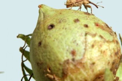 Plantas Indigestas para Pragas: Edição Gênica Revoluciona a Proteção Agrícola