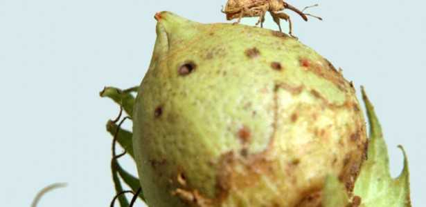 Plantas Indigestas para Pragas: Edição Gênica Revoluciona a Proteção Agrícola