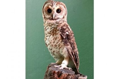 Bactérias Super-Resistentes Descobertas em Aves Selvagens no Centro de Reabilitação do Litoral Paulista