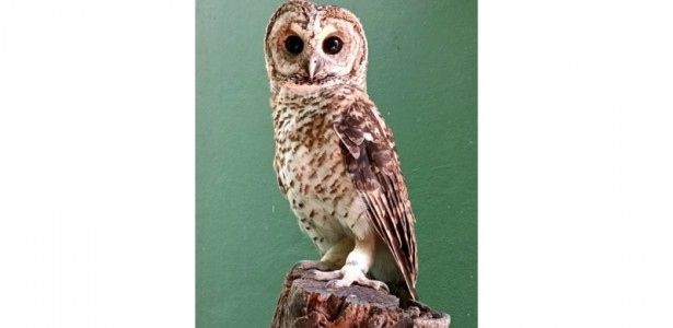 Bactérias Super-Resistentes Descobertas em Aves Selvagens no Centro de Reabilitação do Litoral Paulista