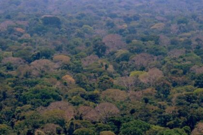 FAPESP e Universidade da Guiana Anunciam Nova Chamada de Projetos