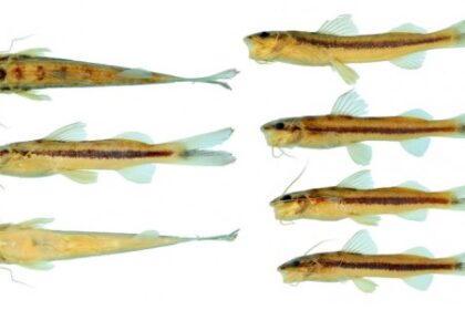 Nova Espécie de Bagre Descoberta na Amazônia: Surpresas do Bioma Amazônico
