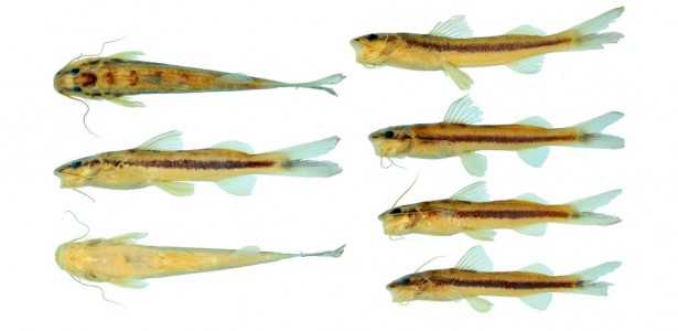 Nova Espécie de Bagre Descoberta na Amazônia: Surpresas do Bioma Amazônico