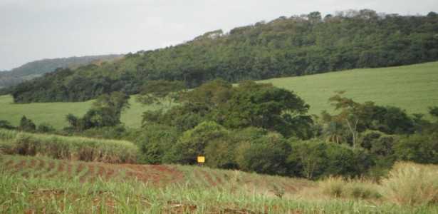 Estudo Revela Limitações e Sugere Alternativas para Restauração Funcional da Mata Atlântica