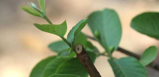 Efeito Anti-Inflamatório do Composto de Folha de Goiabeira no Tratamento da Doença Periodontal