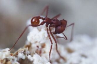 Fungo Parasita: Surgimento 18 Milhões de Anos Antes das Formigas que Habita Hoje