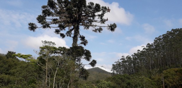 Como Produtos Não Madeireiros Podem Financiar Projetos de Reflorestamento