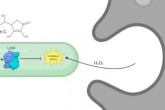 Estudo Revela Mecanismo de Resistência Bacteriana Relacionado à Vitamina C