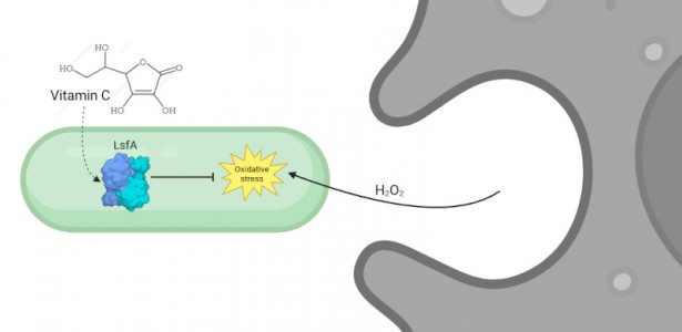 Estudo Revela Mecanismo de Resistência Bacteriana Relacionado à Vitamina C