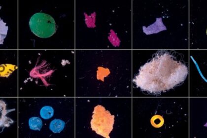 Impacto dos Microplásticos na Contaminação de Peixes e na Produção Agrícola