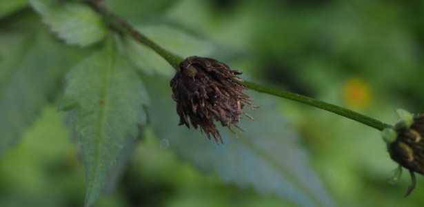 Biomassa Vegetal: Solução Eficaz no Controle de Ervas Daninhas