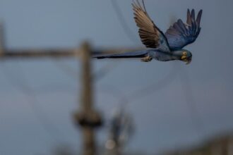 Pesquisa Identifica Áreas Prioritárias para Diminuir Mortes de Araras por Choque Elétrico