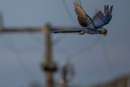 Pesquisa Identifica Áreas Prioritárias para Diminuir Mortes de Araras por Choque Elétrico
