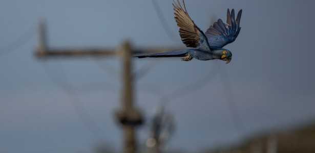 Pesquisa Identifica Áreas Prioritárias para Diminuir Mortes de Araras por Choque Elétrico