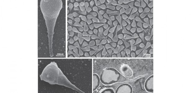 Descoberta de um 'Vírus Gigante' no Pantanal: O Que Você Precisa Saber