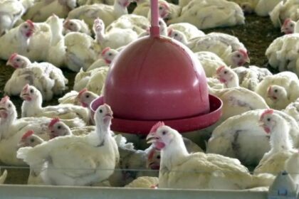 FAPESP Escolhe Projetos de Pesquisa para Combater a Gripe Aviária