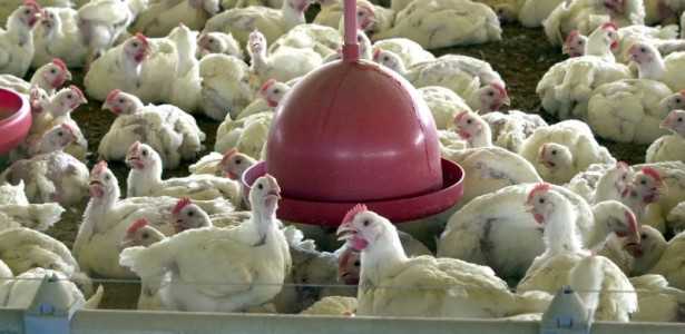 FAPESP Escolhe Projetos de Pesquisa para Combater a Gripe Aviária