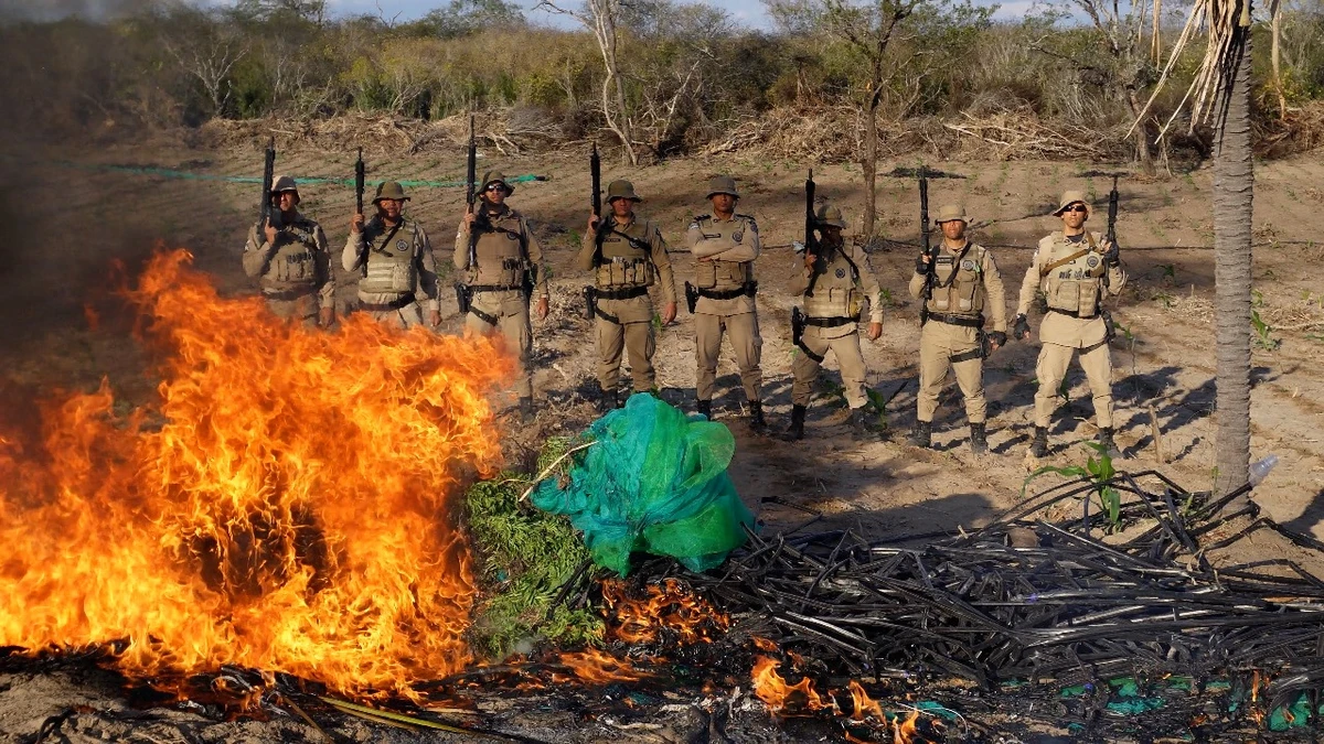 Polícia erradica 30 mil pés de maconha em plantação na Bahia
