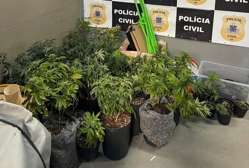 Polícia encontra estufas de maconha em apartamento no Rio Vermelho