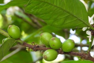 Como as Folhas de Café Podem Contribuir para Soluções Sustentáveis em Saúde, Meio Ambiente e Tecnologia