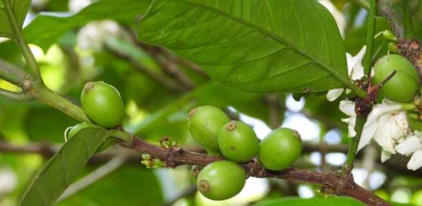 Como as Folhas de Café Podem Contribuir para Soluções Sustentáveis em Saúde, Meio Ambiente e Tecnologia
