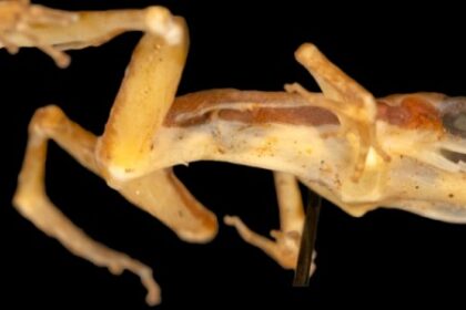 Descrição de Rã-Foguete Extinta Após 62 Anos em Museu: Estudo de Exemplar Único