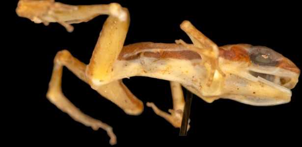 Descrição de Rã-Foguete Extinta Após 62 Anos em Museu: Estudo de Exemplar Único