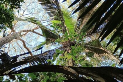 Palmeiras: As ‘Caixas d’Água’ Essenciais da Amazônia