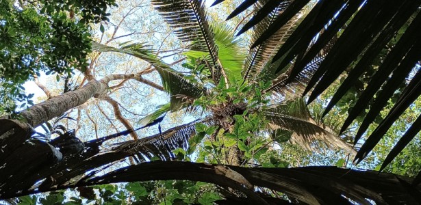 Palmeiras: As ‘Caixas d’Água’ Essenciais da Amazônia