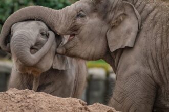 Vacina Inovadora Contra Vírus Letal para Filhotes de Elefante é Desenvolvida com Cientistas Brasileiros
