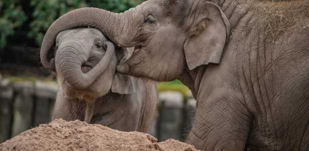 Vacina Inovadora Contra Vírus Letal para Filhotes de Elefante é Desenvolvida com Cientistas Brasileiros