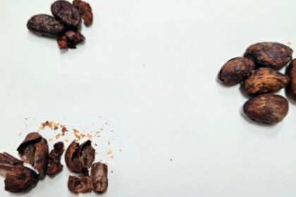 Grupo Inova com Mel Sabor Chocolate Feito da Casca da Amêndoa do Cacau